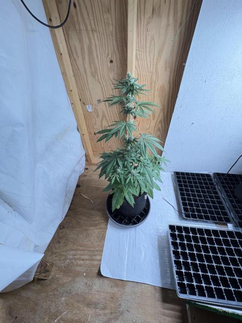 Bathing in Apple n Bananas. Week 8