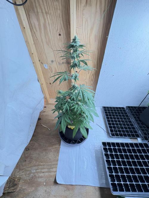 Bathing in Apple n Bananas. Week 8