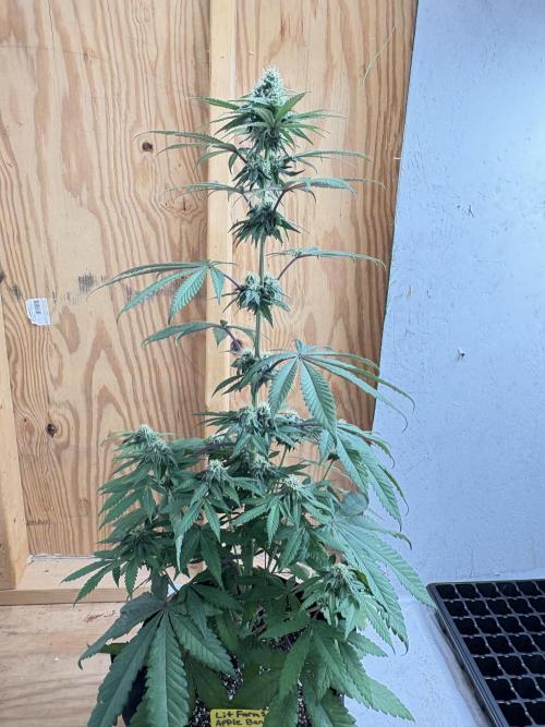 Bathing in Apple n Bananas. Week 8