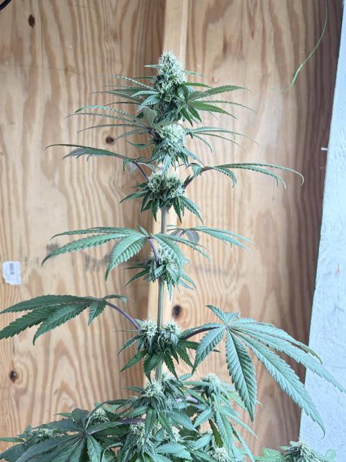 Bathing in Apple n Bananas. Week 8