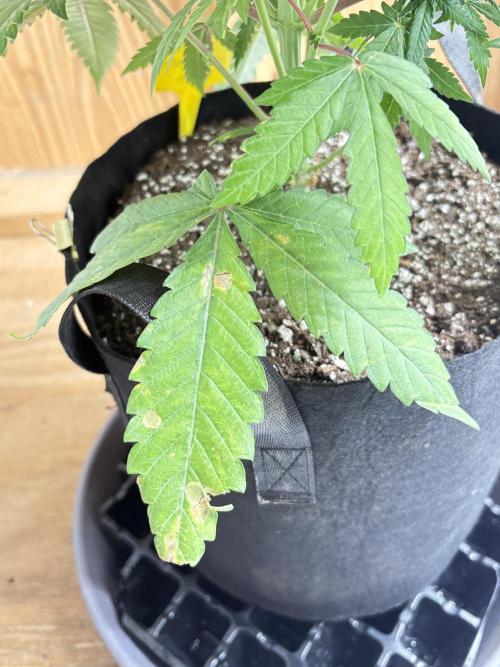 Bathing in Apple n Bananas. Week 8