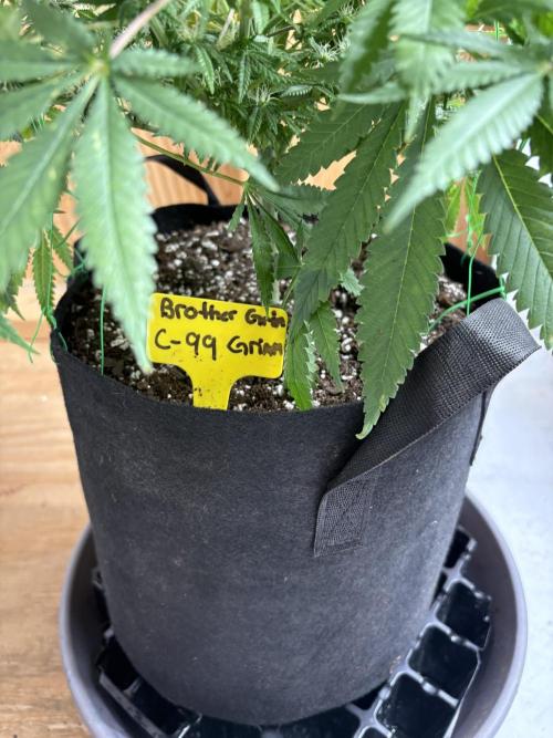 Cindy-99. Week 9
