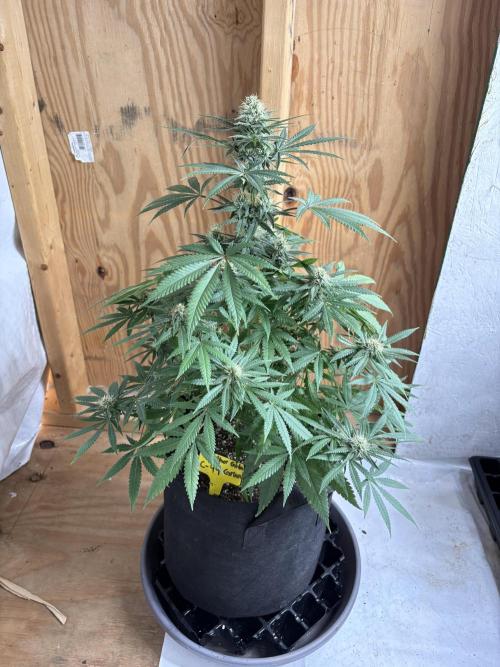 Cindy-99. Week 9