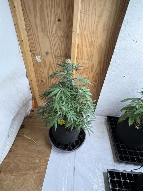 Cindy-99. Week 9