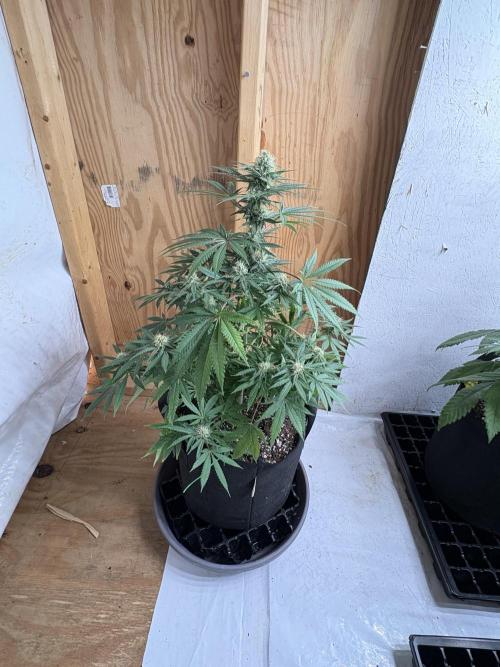 Cindy-99. Week 9