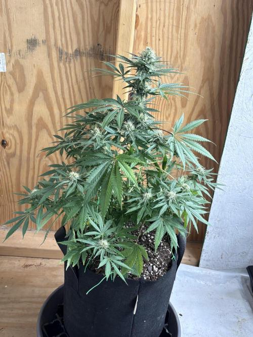Cindy-99. Week 9
