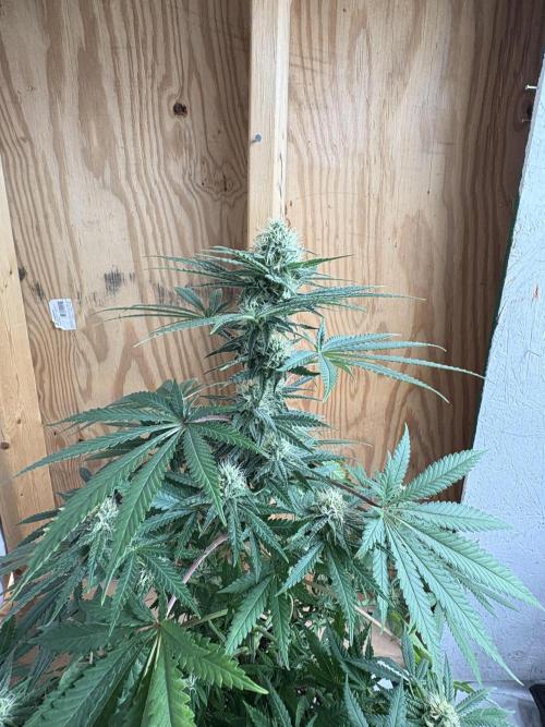 Cindy-99. Week 9