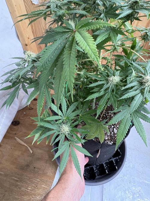 Cindy-99. Week 9