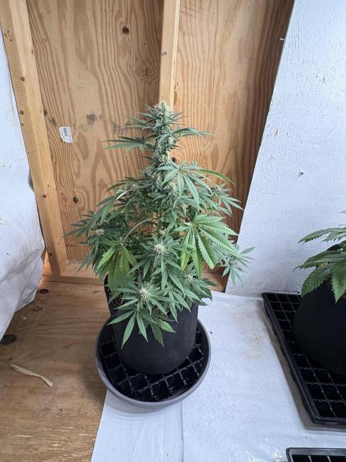 Cindy-99. Week 9