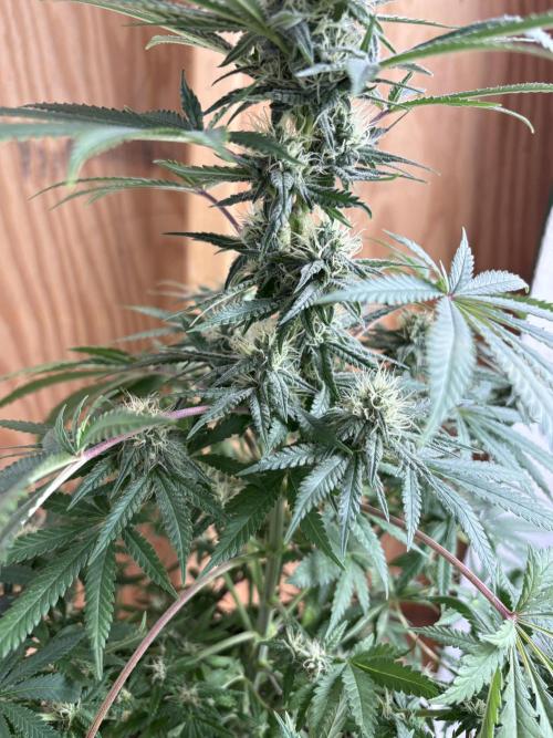 Cindy-99. Week 9