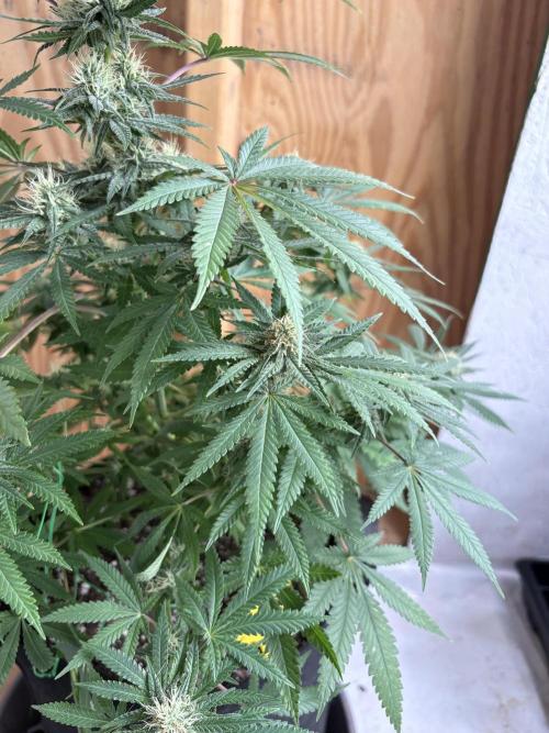 Cindy-99. Week 9
