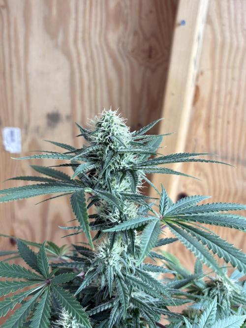 Cindy-99. Week 9