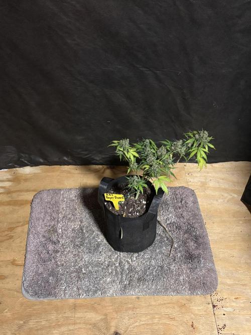 Royal dwarf. Week 9