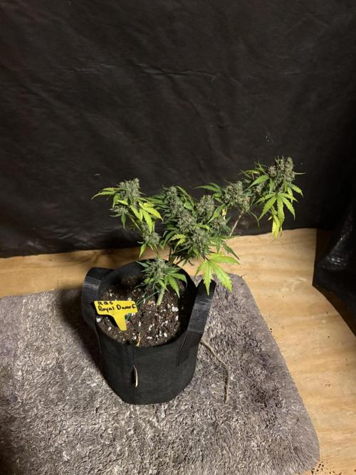 Royal dwarf. Week 9