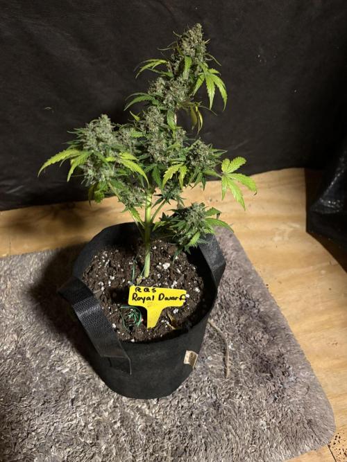 Royal dwarf. Week 9