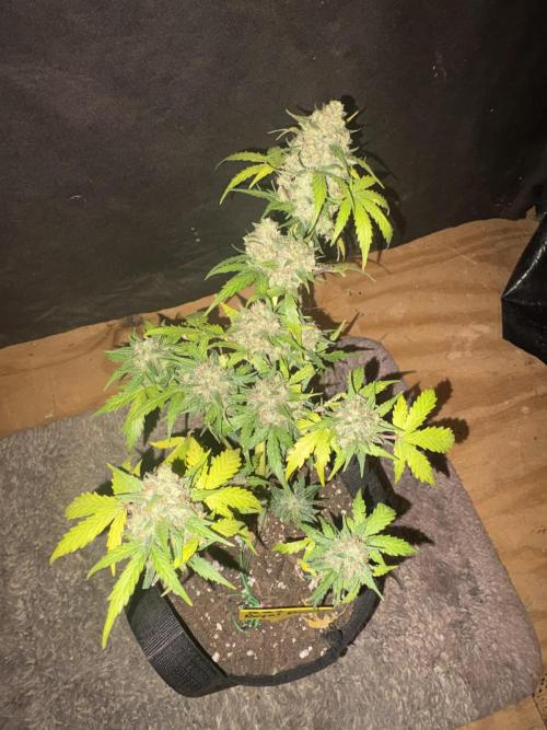 Royal dwarf. Week 9