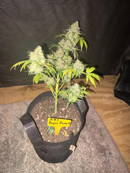 Royal dwarf. Week 9
