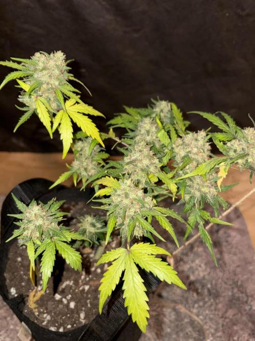 Royal dwarf. Week 9