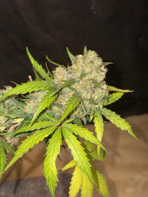 Royal dwarf. Week 9