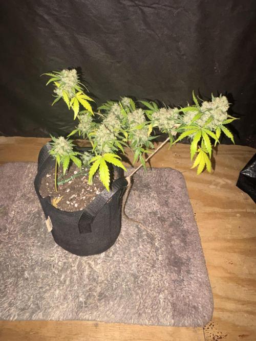 Royal dwarf. Week 9