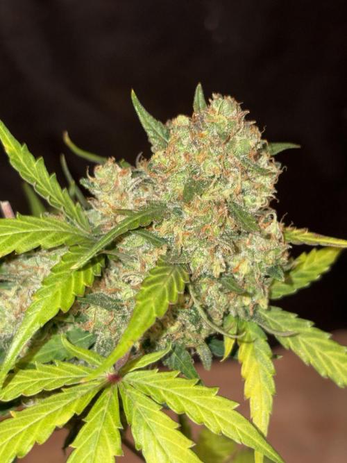Royal dwarf. Week 9