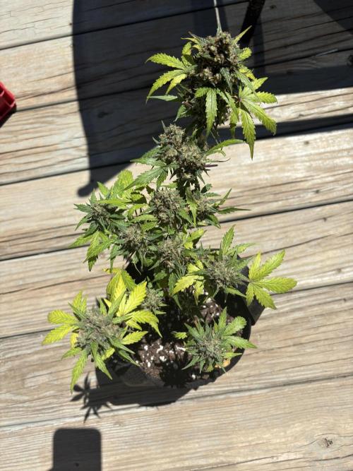 Royal dwarf. Week 9