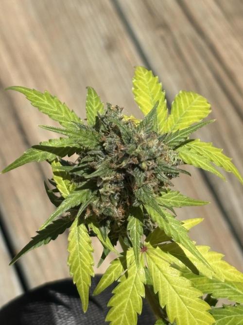 Royal dwarf. Week 9
