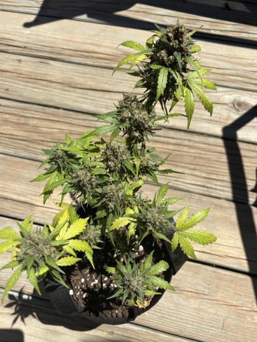 Royal dwarf. Week 9