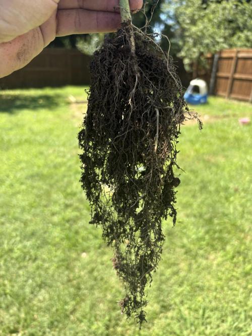Royal dwarf. Week 9