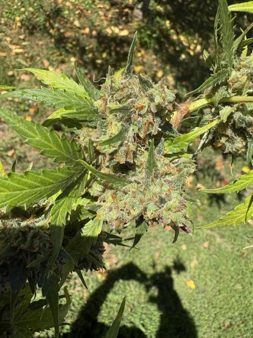 Royal dwarf. Week 9