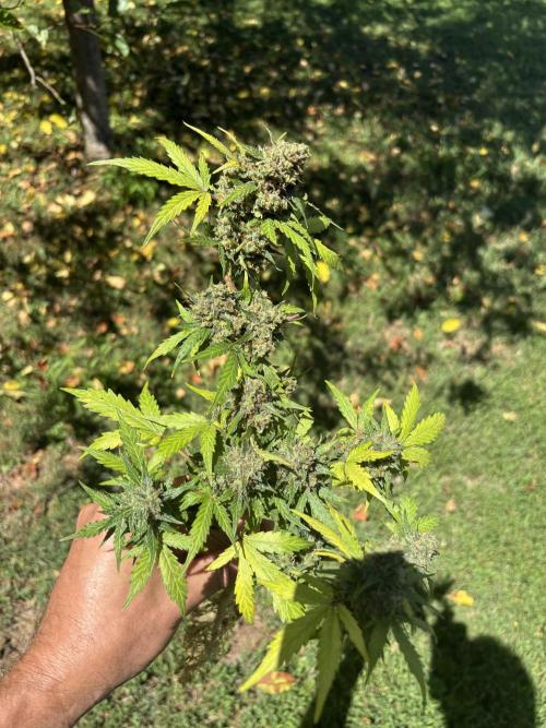 Royal dwarf. Week 9