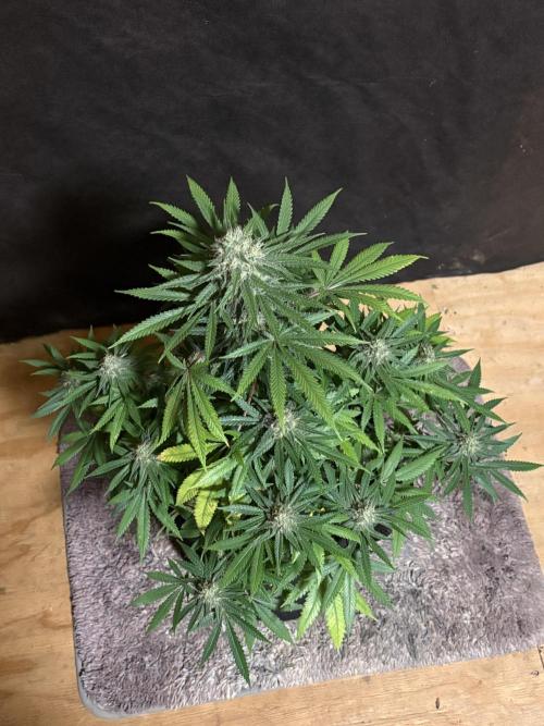 Cindy-99. Week 10