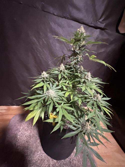 Cindy-99. Week 10