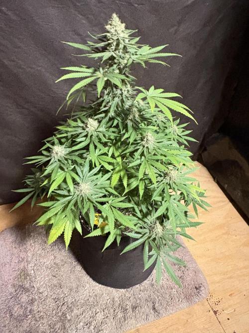 Cindy-99. Week 10