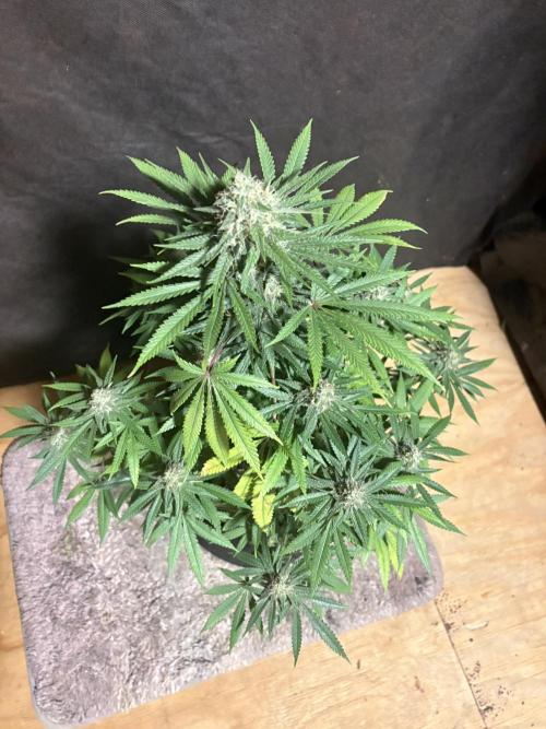 Cindy-99. Week 10