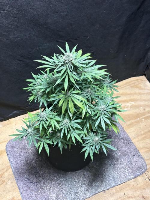Cindy-99. Week 10