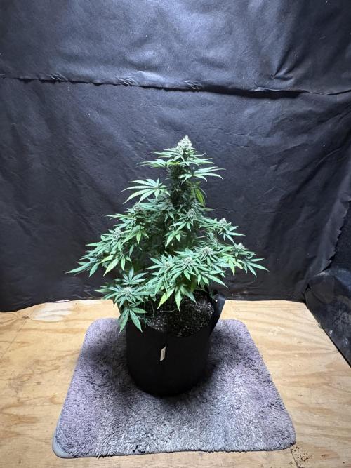 Cindy-99. Week 10