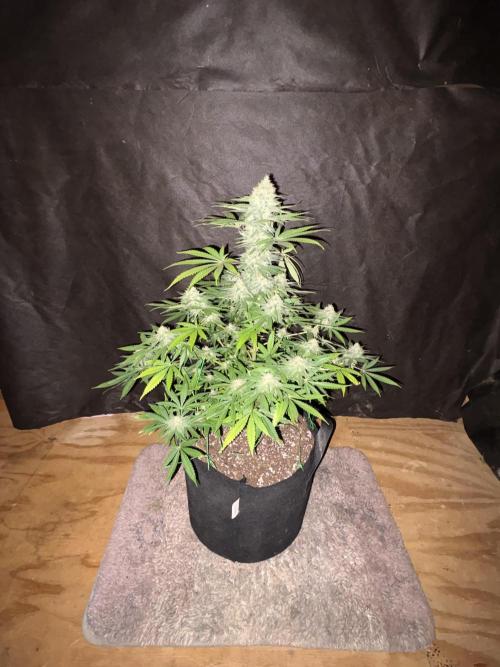 Cindy-99. Week 10