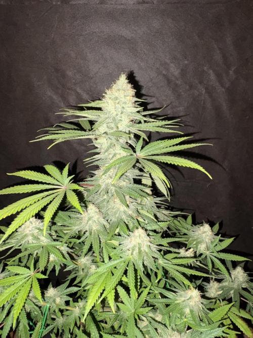 Cindy-99. Week 10