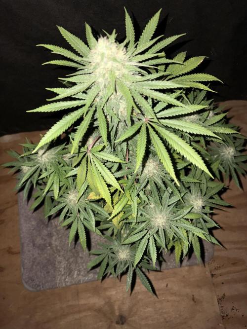 Cindy-99. Week 10