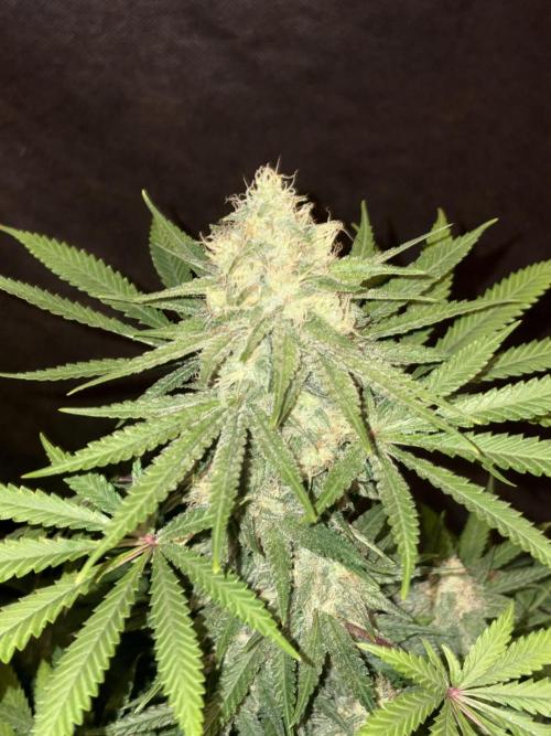 Cinderella 99. Week 10