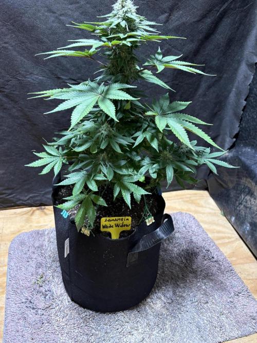 White widow. Week 9