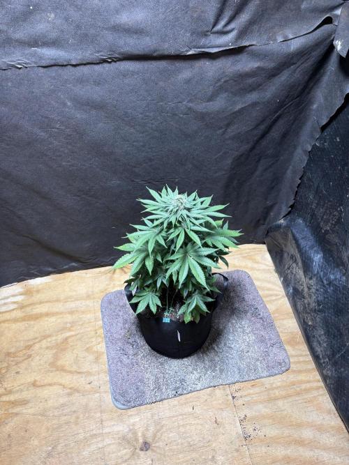 White widow. Week 9