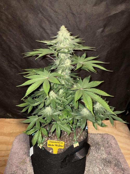White widow. Week 9