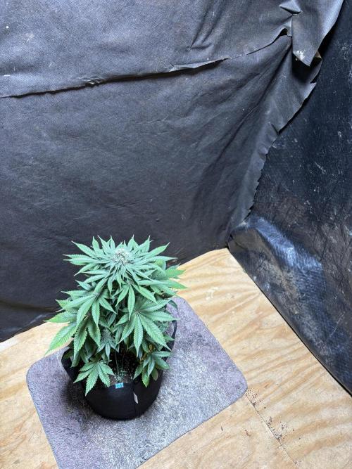 White widow. Week 9