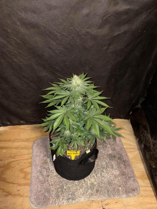 White widow. Week 9