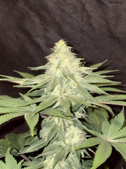 White widow. Week 9