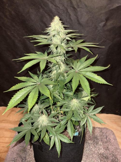 White widow. Week 9