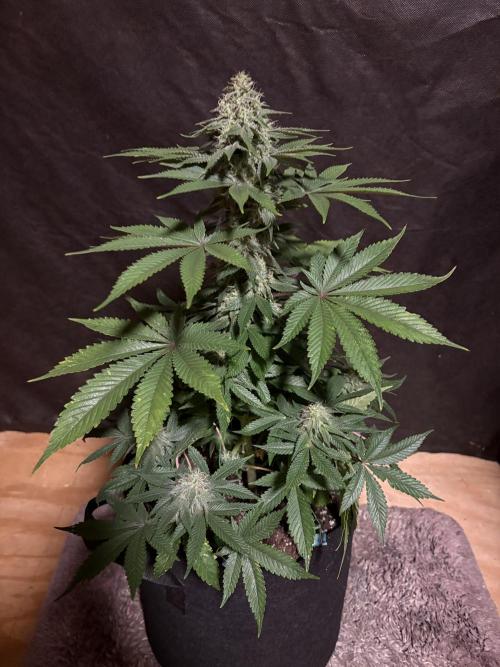 White widow. Week 9