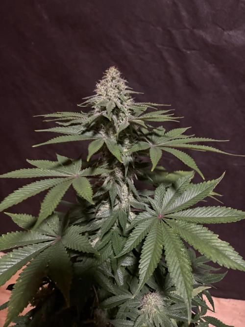 White widow. Week 9